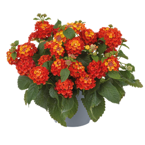 Afbeelding van Ej Lantana P19 Orange flame